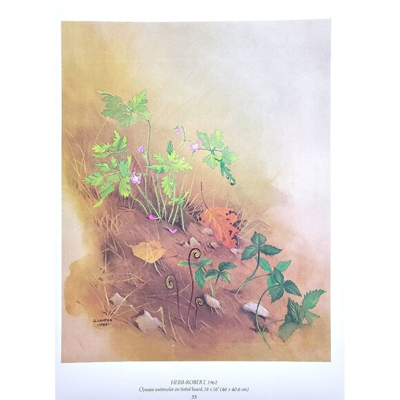 Herb Robert by Glen Loates Book Plate Reproduction Art Print 1977 9.5" x 13.5" - Picture 1 of 1